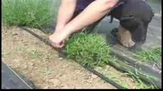 A Guide to Lavender  Pruning Lavender [upl. by Broddie]