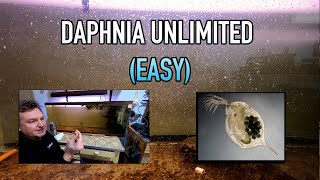 How I Raise Daphnia Water Fleas And You Can Too [upl. by Oliviero298]