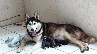 Siberian Husky Giving Birth Puppies  Husky Siberiano Dando a Luz Cachorros [upl. by Sulohcin]