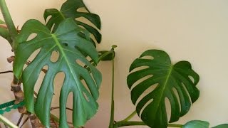 Repotting a 32 Year Old Monster  Monstera deliciosa cheese plant [upl. by Braeunig]