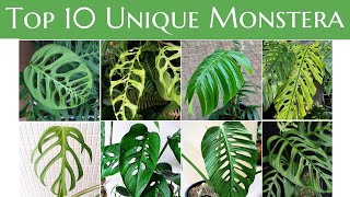 Top 10 Unique Monstera You Must Have [upl. by Laden]