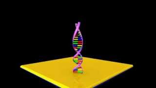 DNA Hybridization [upl. by Ieso2]