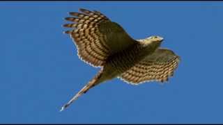 Sparrowhawk Bird Call Bird Song [upl. by Acsisnarf]