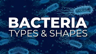 BACTERIA TYPES AND SHAPES [upl. by Oralia]