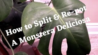 How to Split and Repot a Monstera Deliciosa [upl. by Miran662]