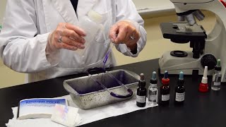 How to Perform a Gram Stain  MCCC Microbiology [upl. by Atnahsa]