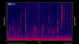 Killer whale vocalizations 100 minutes  MOO Antarctica [upl. by Kyla]