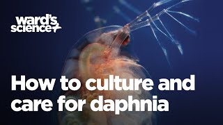 Caring and Culturing for Daphnia [upl. by Ordnael]