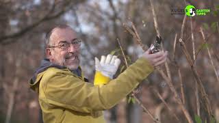 Rückschnitt von Ziersträuchern im Winter  Gartentipps von Volker Kugel  wwwgrünzeugtv [upl. by Nimesay]