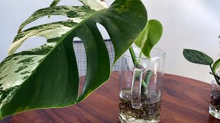 How To Move Houseplant Cuttings from Water to Soil  Monstera Albo [upl. by Mariana578]