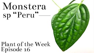 How To Care For Monstera sp “Peru”  Plant Of The Week Ep 16 [upl. by Dorothy418]