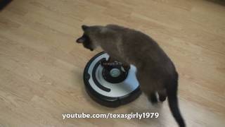 Cat shows HOW TO use iRobot Roomba Vacuum [upl. by Vocaay57]