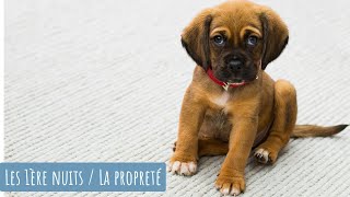 L APPRENTISSAGE DE LA PROPRETE ET PREMIERES NUITS DU CHIOT [upl. by Graner]