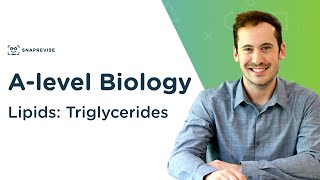 Lipids Triglycerides  Alevel Biology  OCR AQA Edexcel [upl. by Askwith]