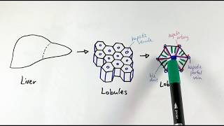 A2 Biology  The liver OCR A Chapter 154 [upl. by Froemming]