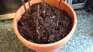 Juneberry Serviceberry Cutting Propagation Indoors [upl. by Reckford785]