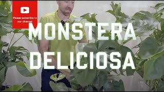 All you need to know about Monstera Deliciosa [upl. by Adnolay]