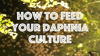 How To Feed Your Daphnia Culture [upl. by Yraeht407]