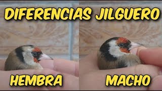 DIFERENCIAS JILGUERO MACHO Y HEMBRA [upl. by Nnylsoj184]