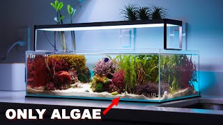 REEF TANK TOURS  quotmacroalgae aquariumquot  PRIVATE SHOWROOM  3 x Nano saltwater tanks [upl. by Prosperus]