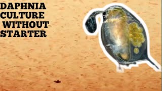 HOW TO CULTURE DAPHNIA NATURALLY WITHOUT A STARTER [upl. by Kirk]