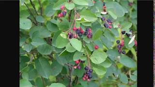 Better Than Blueberries  Juneberry Serviceberry or Saskatoons [upl. by Mikkel]