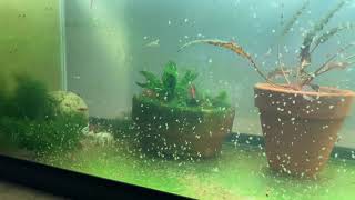 Daphnia Culturing Snails or no snails [upl. by Aihseit]