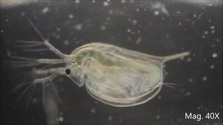 Daphnia magna under the Microscope [upl. by Cirala]