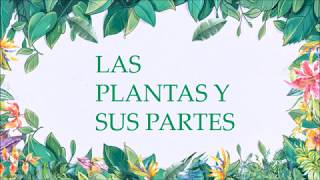 LAS PLANTAS Y SU ESTRUCTURA [upl. by Allecram]