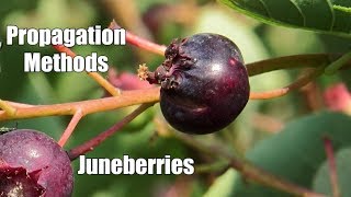 Juneberry Growing Practices [upl. by Aivilys]