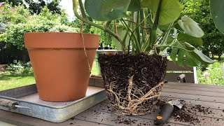 🪴 Repotting Monstera deliciosa 👩‍🌾 [upl. by Maletta]