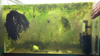 Scuds Daphnia Cherry Shrimp Copepods My aquatic food culture [upl. by Turtle133]