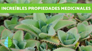 PLANTA KALANCHOE  Cuidados y beneficios [upl. by Gardas]