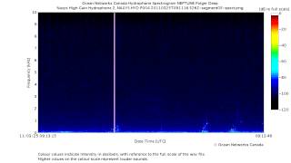 Three Grey Whale Vocalizations [upl. by Amsa]