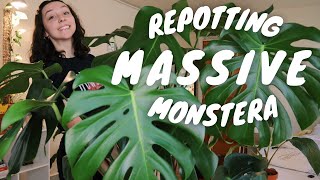 REPOTTING MONSTERA DELICIOSA  how to repot a large monstera deliciosa  tips [upl. by Sandi]