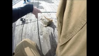 STUNG BY A STINGRAY INSANE FOOTAGE [upl. by Kalinda]