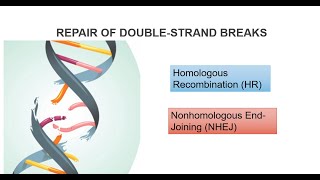 DNA Double Strand Breaks And Repair Systems Part 2 [upl. by Ezri377]