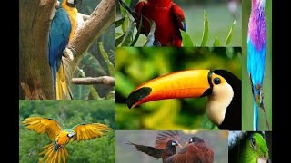 Selva tropical  Flora y Fauna Jungla  Documental Completo [upl. by Obnukotalo]