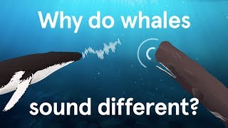 Why do whales sound different [upl. by Gilberte]