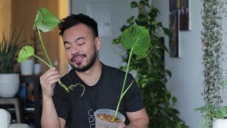 Propagating Thai Constellation Monstera  Houseplant  Life Updates [upl. by Eboh560]