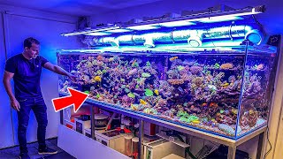 Most Beautiful Private Reef Tanks 400 GALLON [upl. by Azaleah135]