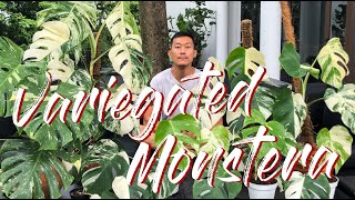 Variegated monstera care and propagation [upl. by Anilys]