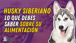 ALIMENTACIÓN DEL HUSKY SIBERIANO [upl. by Letney964]