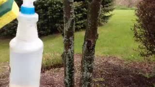 Removing fungus on trees [upl. by Otrebide]