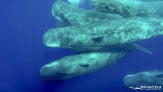 The Sound of Sperm Whales  WHALEZONETV [upl. by Shay]