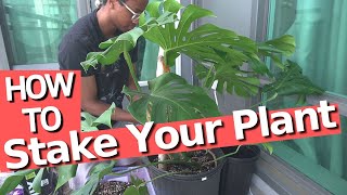 How to stake your plant for a perfect Monstera [upl. by Danna70]