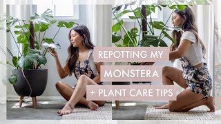 Repotting my Monstera  Plant Care Tips [upl. by Dempstor]