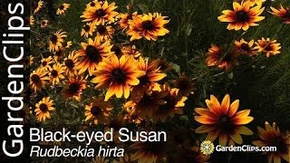 Blackeyed Susan  Rudbeckia hirta  Grow Rudbeckia [upl. by Terb]