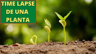 🌱🍀 TIME LAPSE PLANTAS Plantas creciendo a CAMARA RAPIDA 🍀🌱 [upl. by Buerger212]