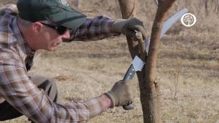 Ask an Arborist The ABCs of Pruning [upl. by Akem59]